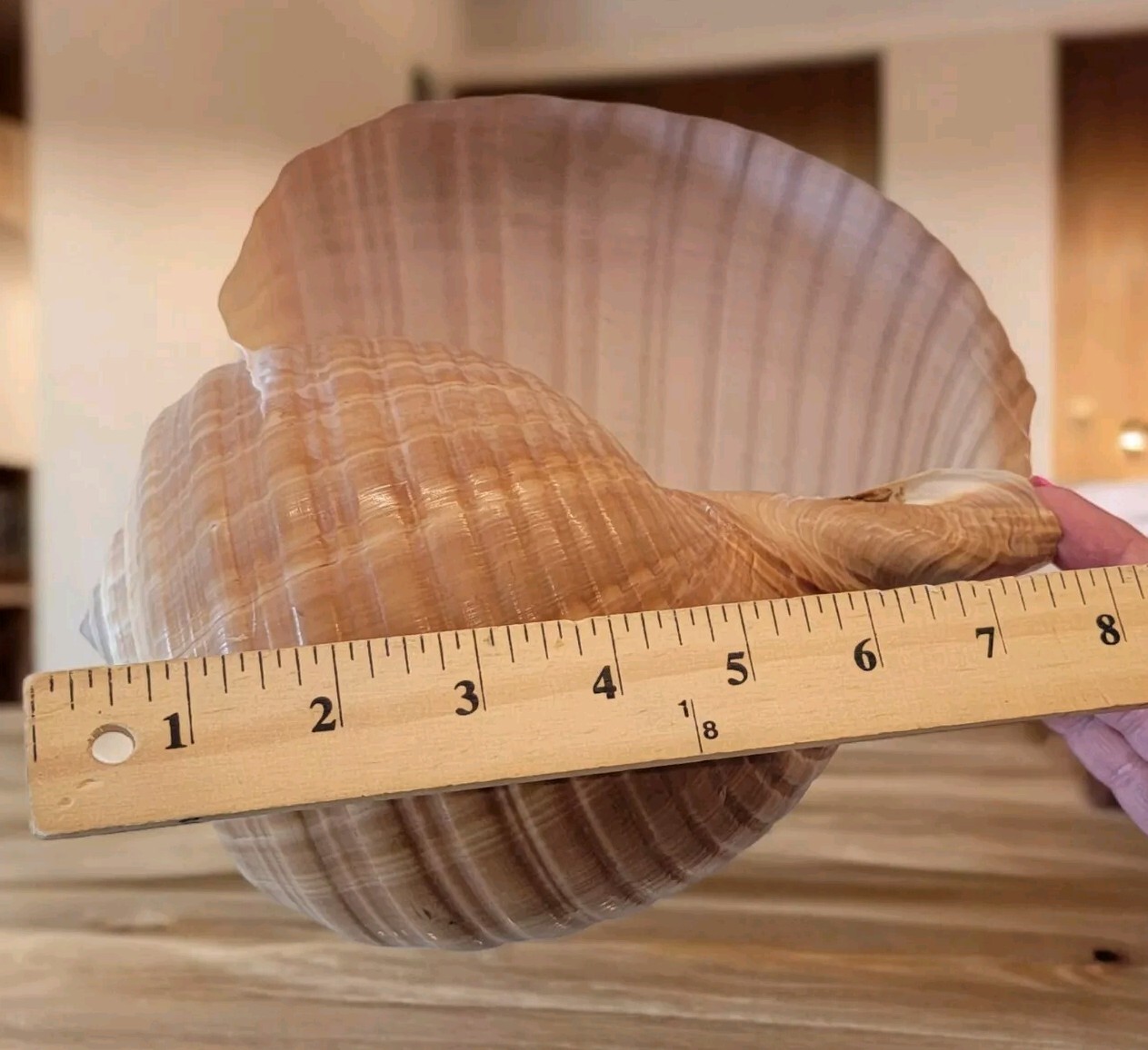 Tonna Shell Large Gorgeous XL SNAIL organic Found Ocean Seashell Specimen 7.75 Tonna Shell Large Gorgeous XL SNAIL organic Found Ocean Seashell Specimen 7.75