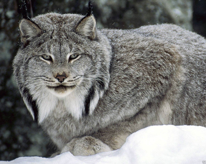 Wild Cat CANADIAN LYNX Glossy 8x10 Photo Nature Print Wall Art Poster Wild Cat CANADIAN LYNX Glossy 8x10 Photo Nature Print Wall Art Poster