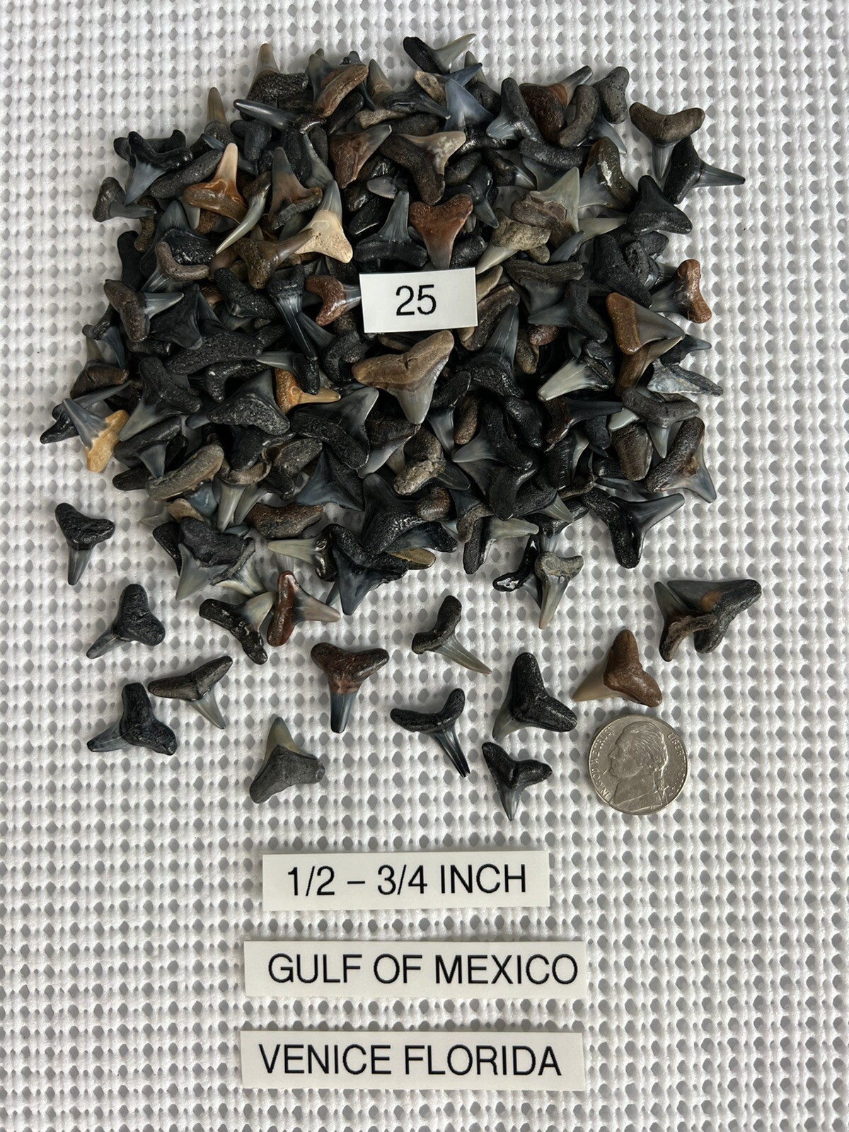Lot of 25 Fossilized 1/2 - 3/4 inch shark teeth from Venice Florida ( GULF ) Lot of 25 Fossilized 1/2 - 3/4 inch shark teeth from Venice Florida ( GULF )