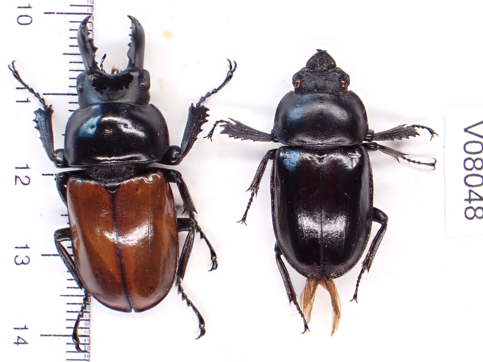 V08048. Unmounted insects, Lucanidae: Neolucanus sp. North Vietnam V08048. Unmounted insects, Lucanidae: Neolucanus sp. North Vietnam