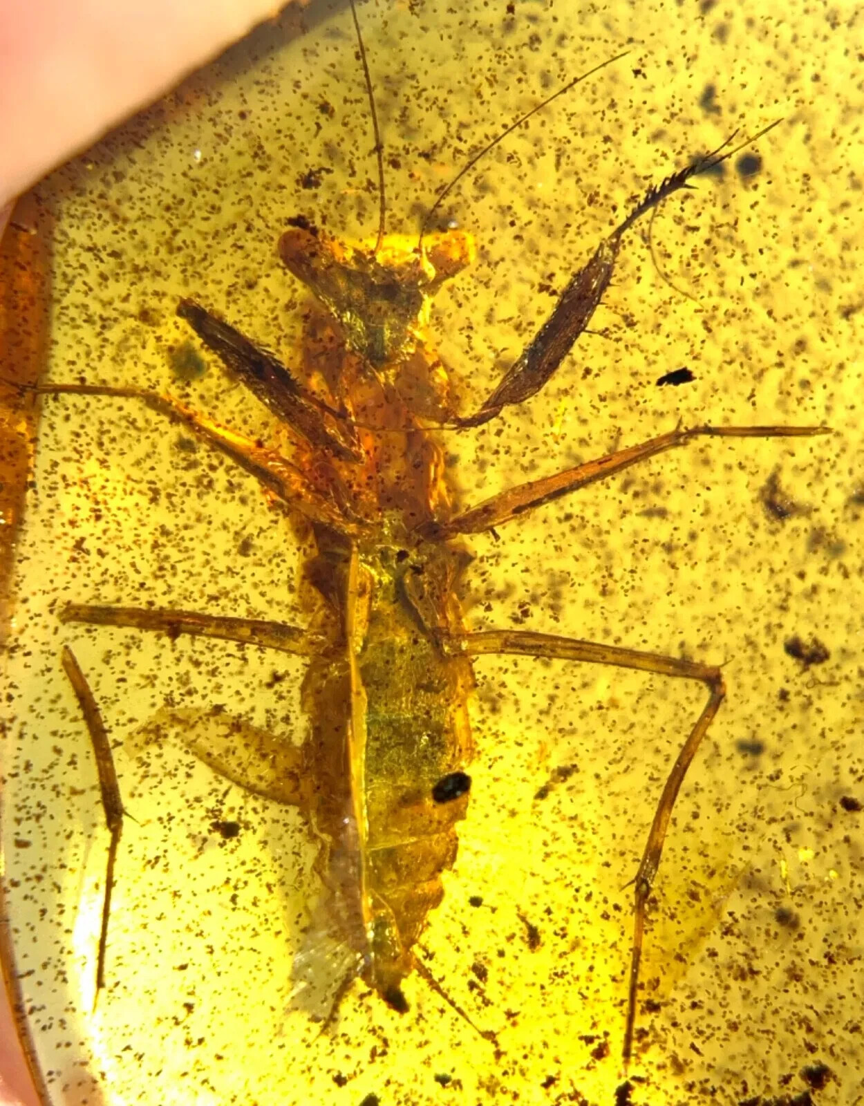 Extremely Rare Huge 23MM Winged Adult Praying Mantis Mantodea Burma Amber Fossil Extremely Rare Huge 23MM Winged Adult Praying Mantis Mantodea Burma Amber Fossil