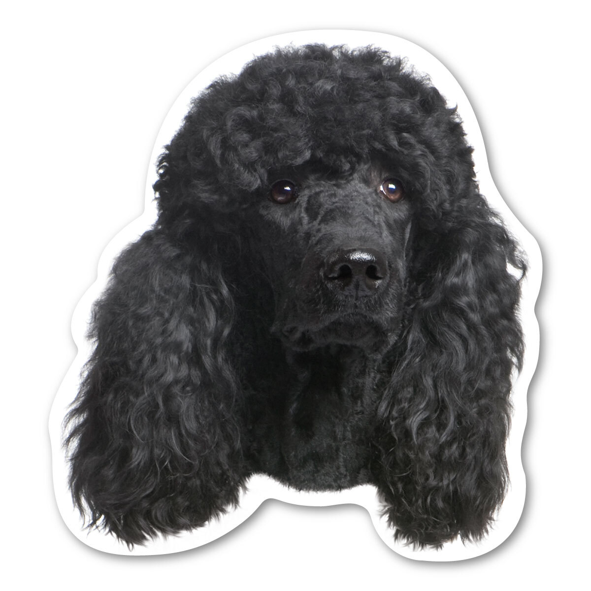 (Black) Poodle Magnet (Black) Poodle Magnet