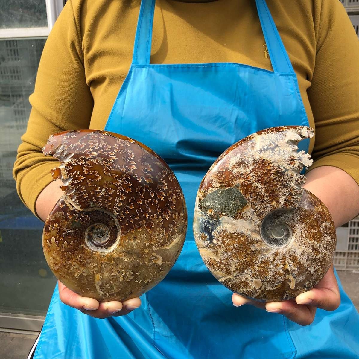 3.47LB 2pc Natural Tentacle Ammonite FossilSpecimen Shell Healing Madagascar