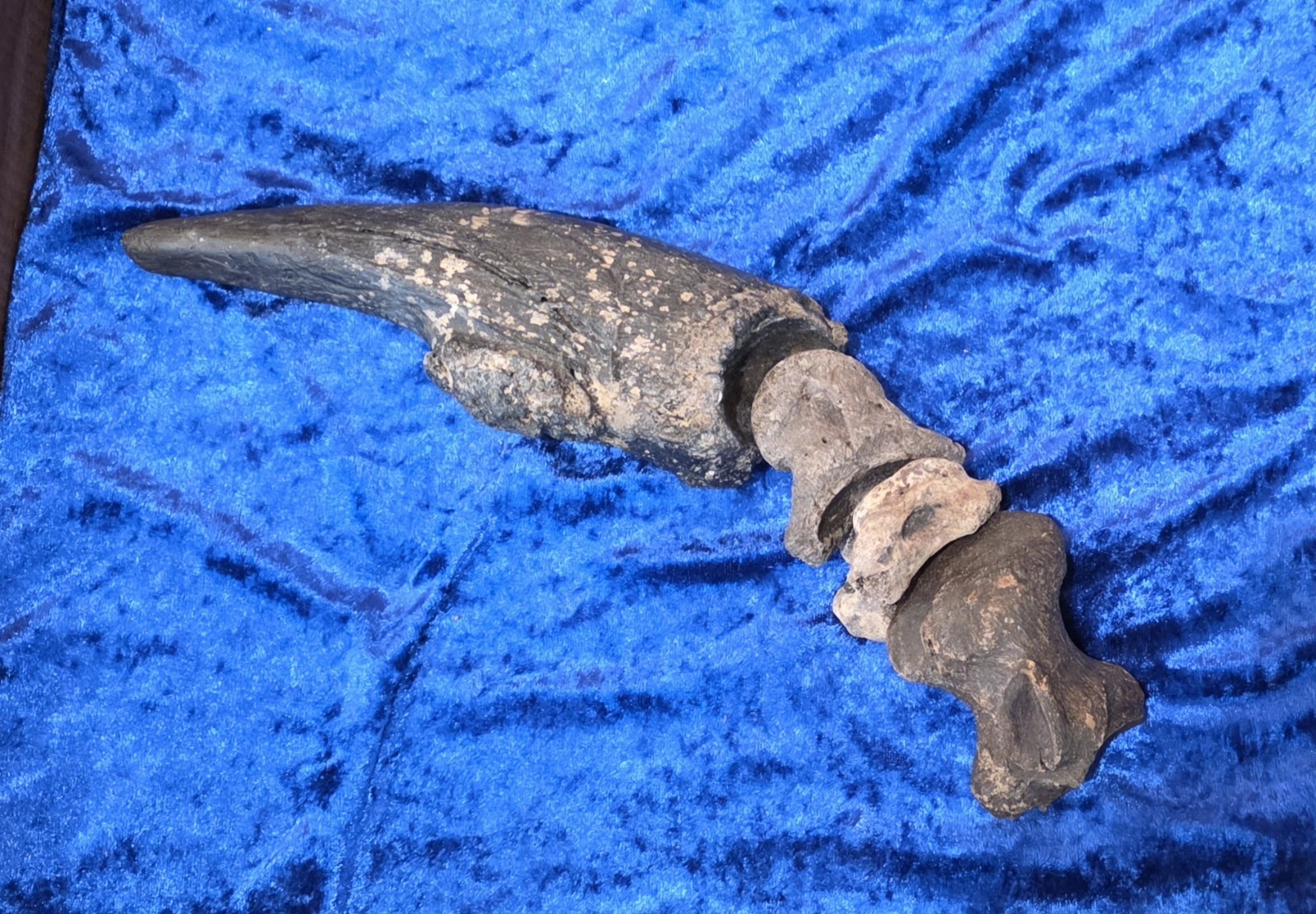 Large Megalonyx Jeffersoni Giant Sloth Claw & Carpals