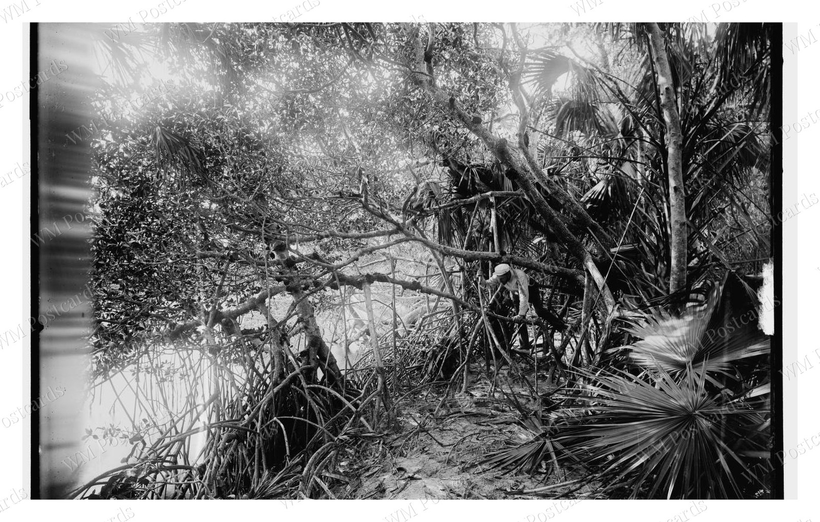 Jupiter Narrows Florida 1880 Mangroves Aerial Roots Palmetto Standard Postcard Jupiter Narrows Florida 1880 Mangroves Aerial Roots Palmetto Standard Postcard