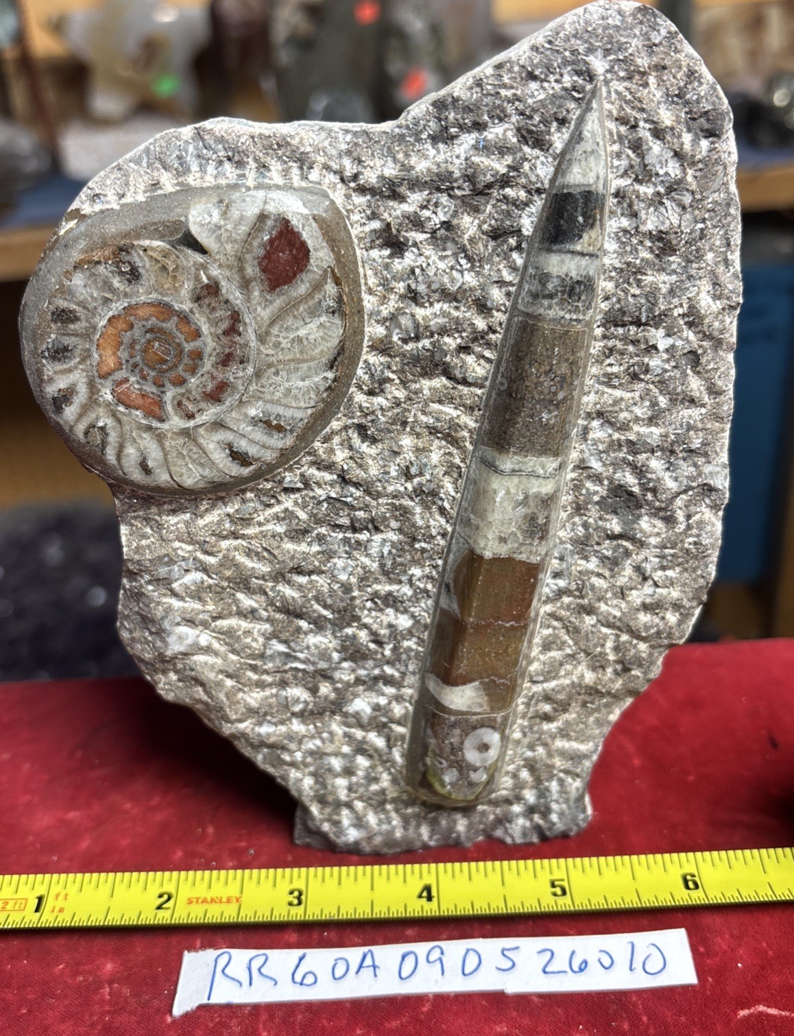 Beautiful Polished Orthoceras and Ammonite Fossil Display Piece 400 Mil Yrs. Beautiful Polished Orthoceras and Ammonite Fossil Display Piece 400 Mil Yrs.
