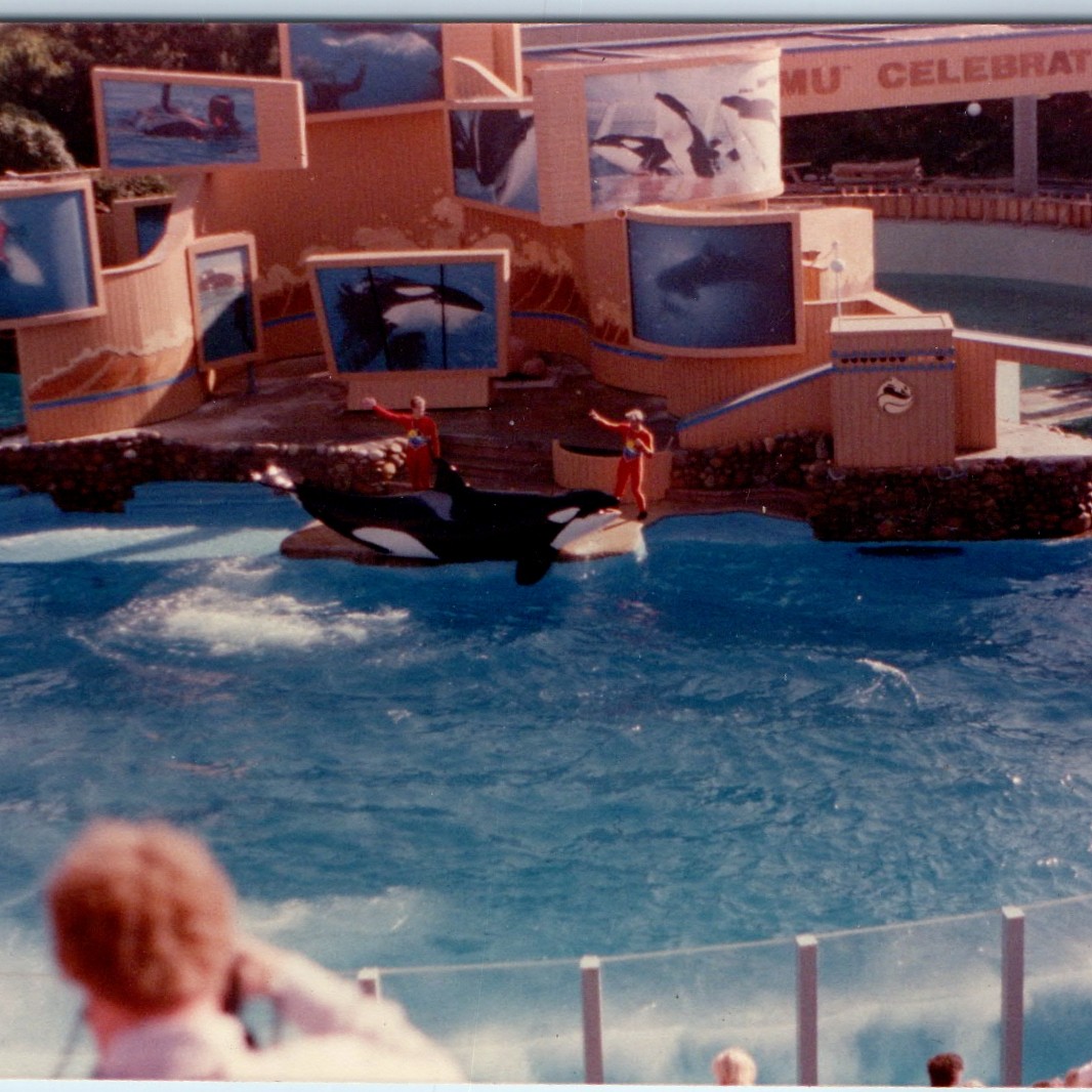 c1980s SeaWorld Shamu Celebration Killer Whale Orca Show Trainer Snapshot 5\ c1980s SeaWorld Shamu Celebration Killer Whale Orca Show Trainer Snapshot 5\