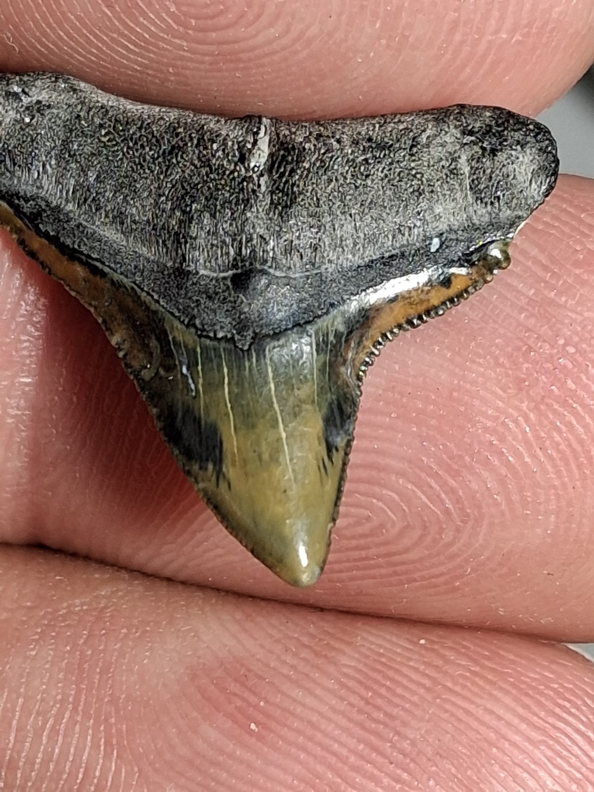 Rare Suwannee River Stunning Bull Sharks Tooth AMAZING COLORS