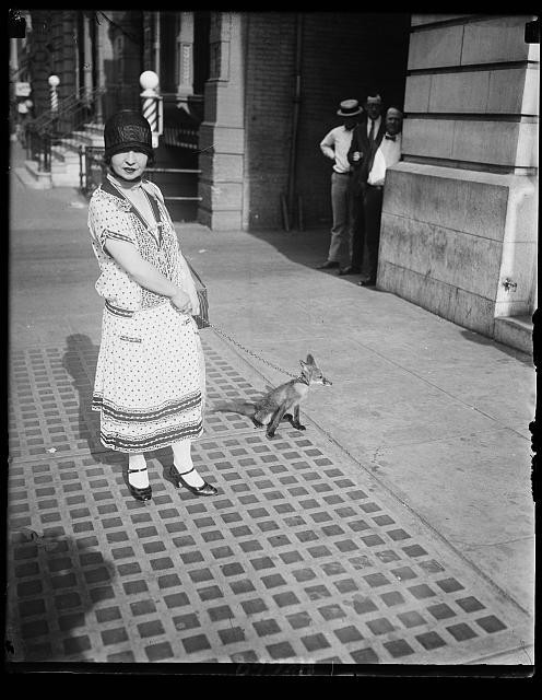 Miss Adelaide Hughes Washington DC 1920s Woman Walking Fox on Leash F St