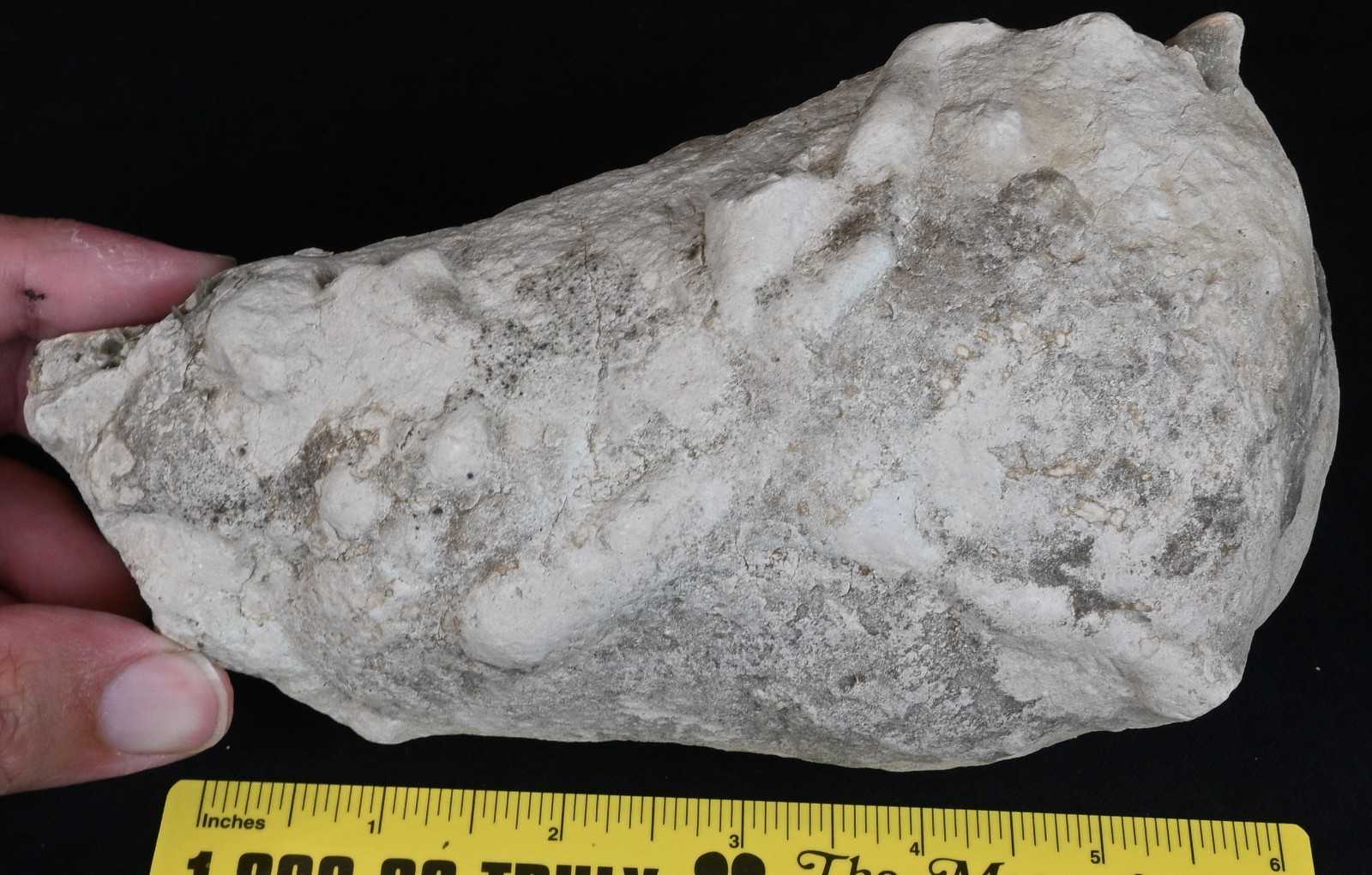 Fossil Oreodont Unprepped Mandible, Merycoidodon, Badlands, South Dakota O1628