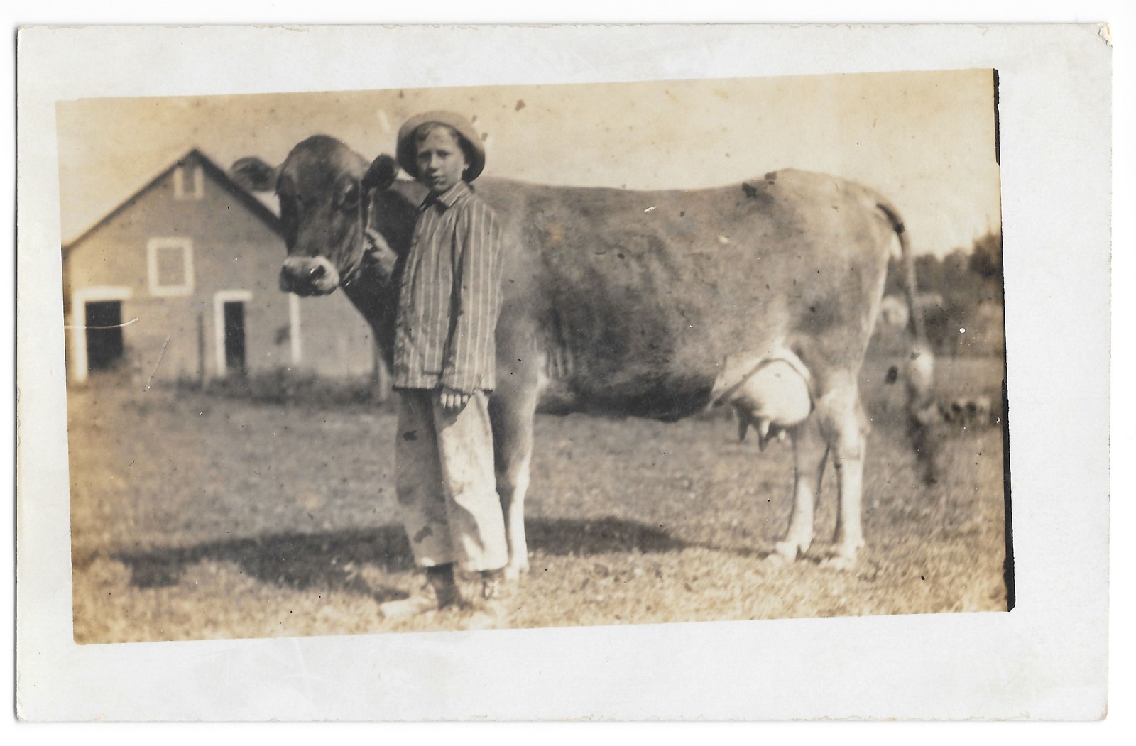Farm Boy Milking Cow RPPC Real Photo Postcard Barn c1910s Rural