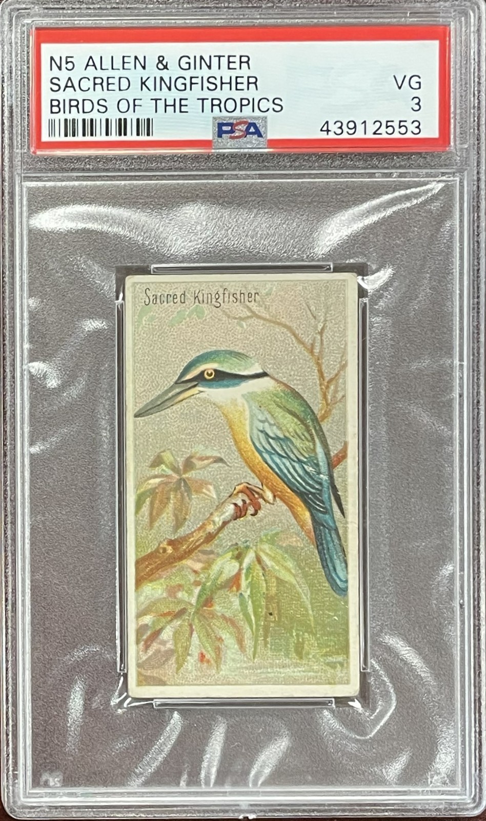 Sacred Kingfisher 1889 N5 Allen & Ginter Tropic Birds PSA 3 VG