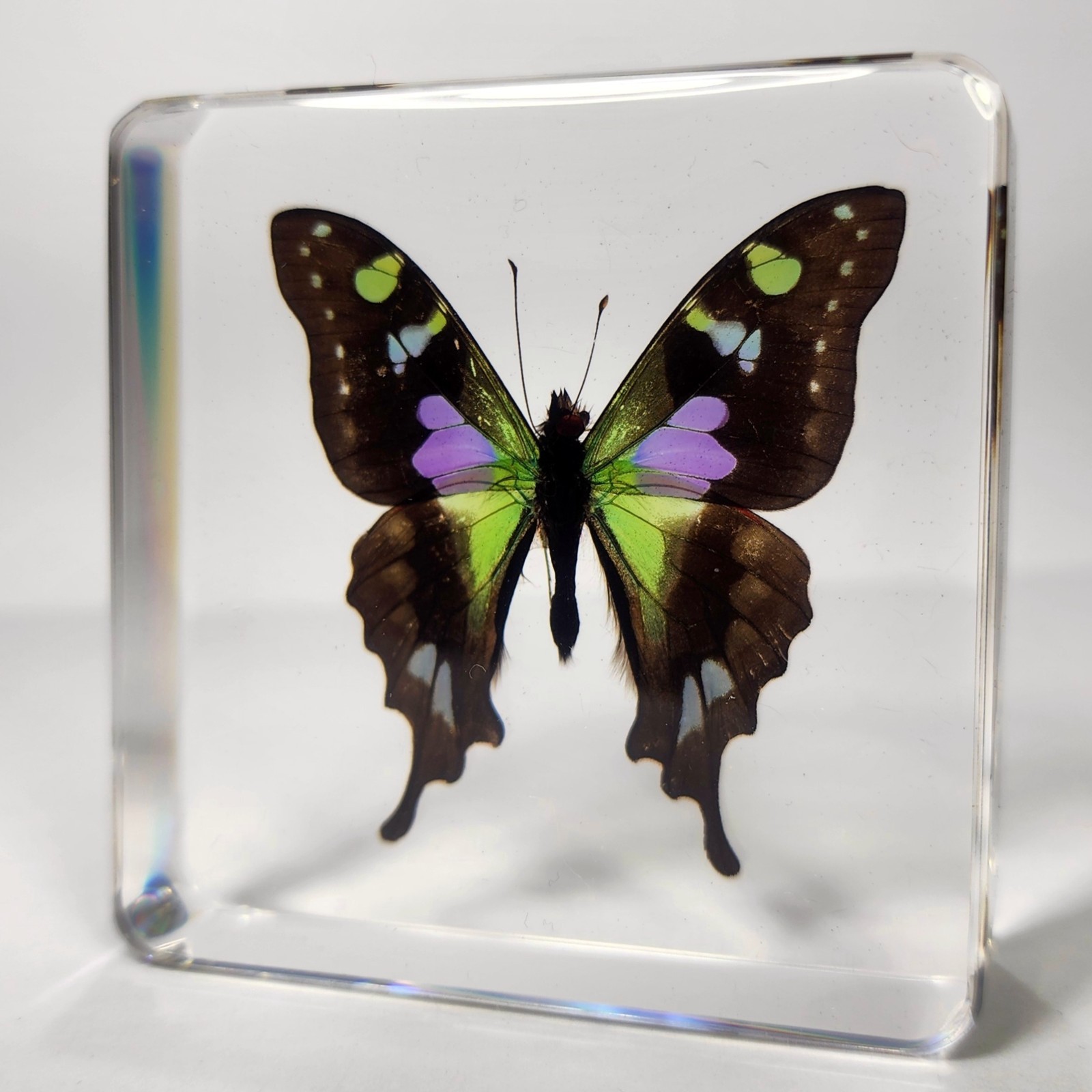 Rare Purple Spotted Swallowtail Butterfly in Resin, Graphium Weiskei