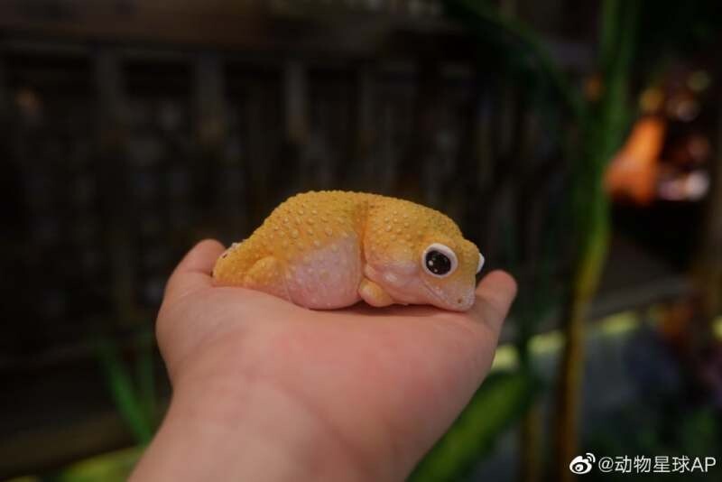 【In-Stock】Animal Heavenly Body Eublepharis Leopard Gecko ( Tangerine ) Statue