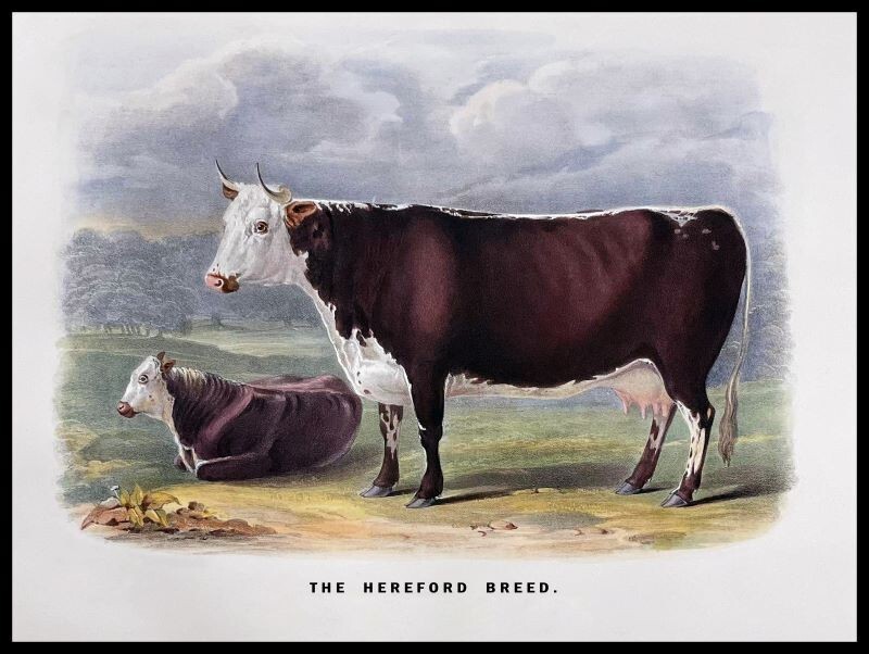 The Hereford Cow Breed New Metal Sign: 9x12\