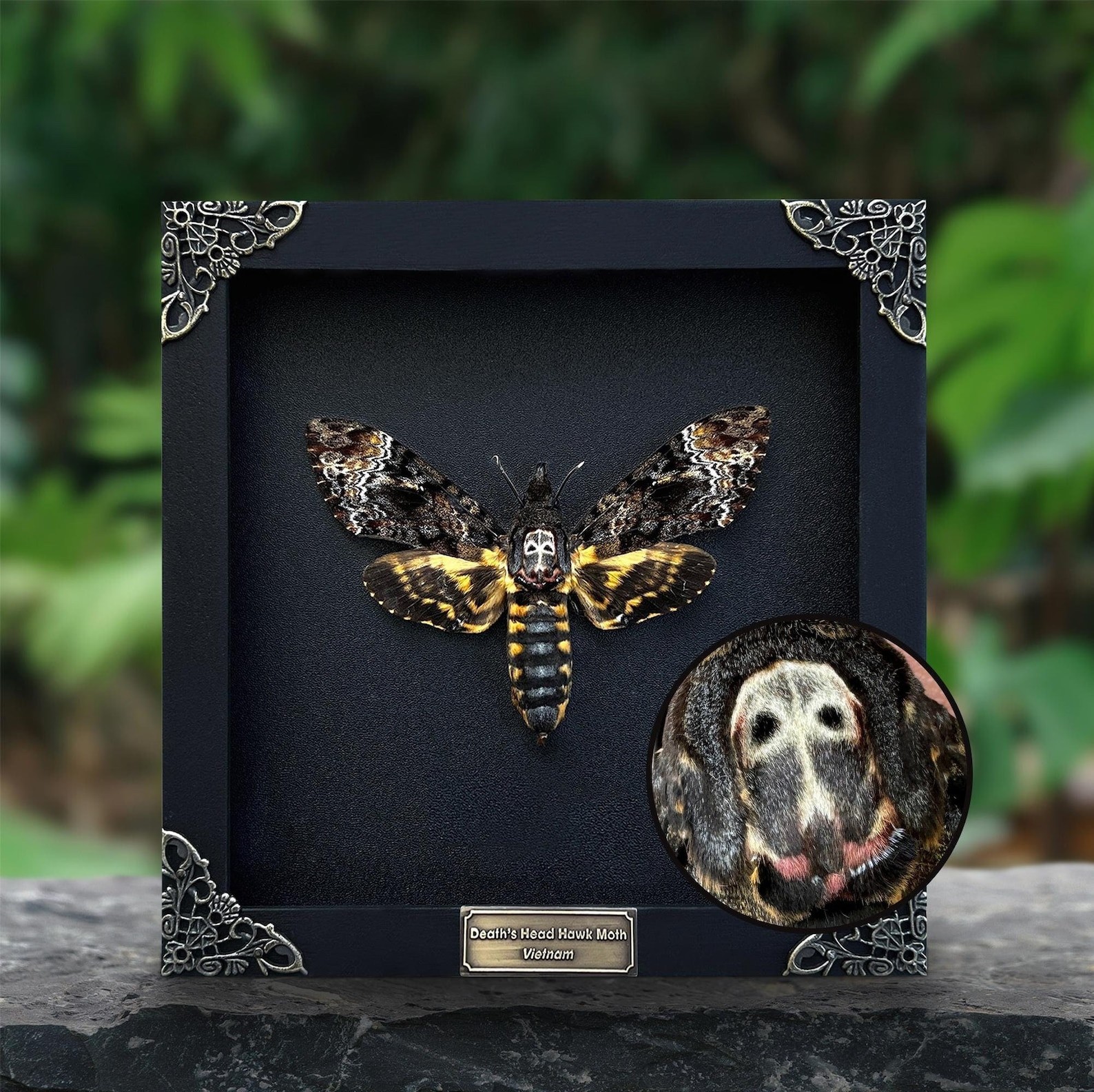 Real Framed Death's-Head Moth | Dried Insect Taxidermy | Gothic Wall Art