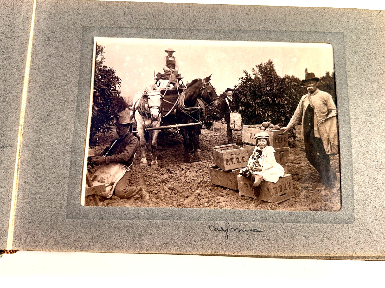 c1890s Photo Album California Peach Orchards Eureka Springs AR Wallingford VT c1890s Photo Album California Peach Orchards Eureka Springs AR Wallingford VT