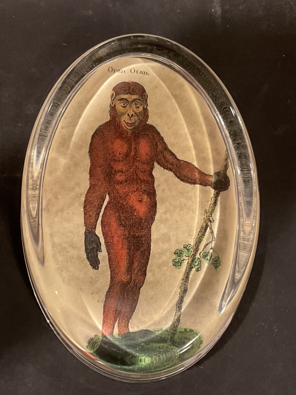 John Derian Rare Signed Decoupage Glass Paperweight Oran Otan Monkey Orangutan