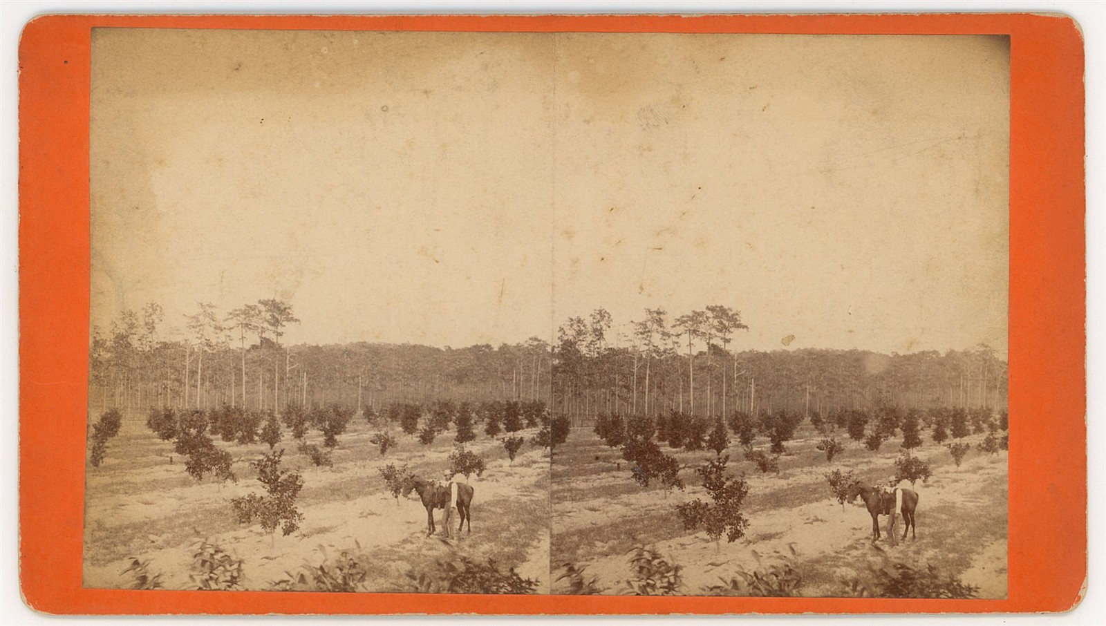 FLORIDA STEREOVIEW - Sorrento - Adams Grove - NL Whitney 1880s