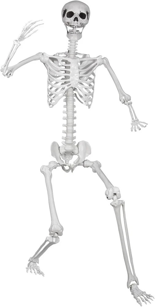 5.9ft/180cm Posable Halloween Skeleton, Life Size Skeleton Bones with Movable... 5.9ft/180cm Posable Halloween Skeleton, Life Size Skeleton Bones with Movable...