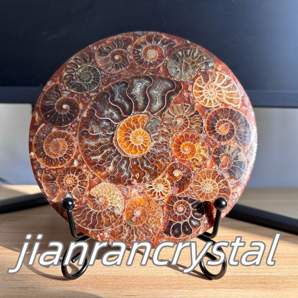 Top Natural Ammonite Disc Fossil Conch Specimen Reiki Healing +Stand 1PC Top Natural Ammonite Disc Fossil Conch Specimen Reiki Healing +Stand 1PC