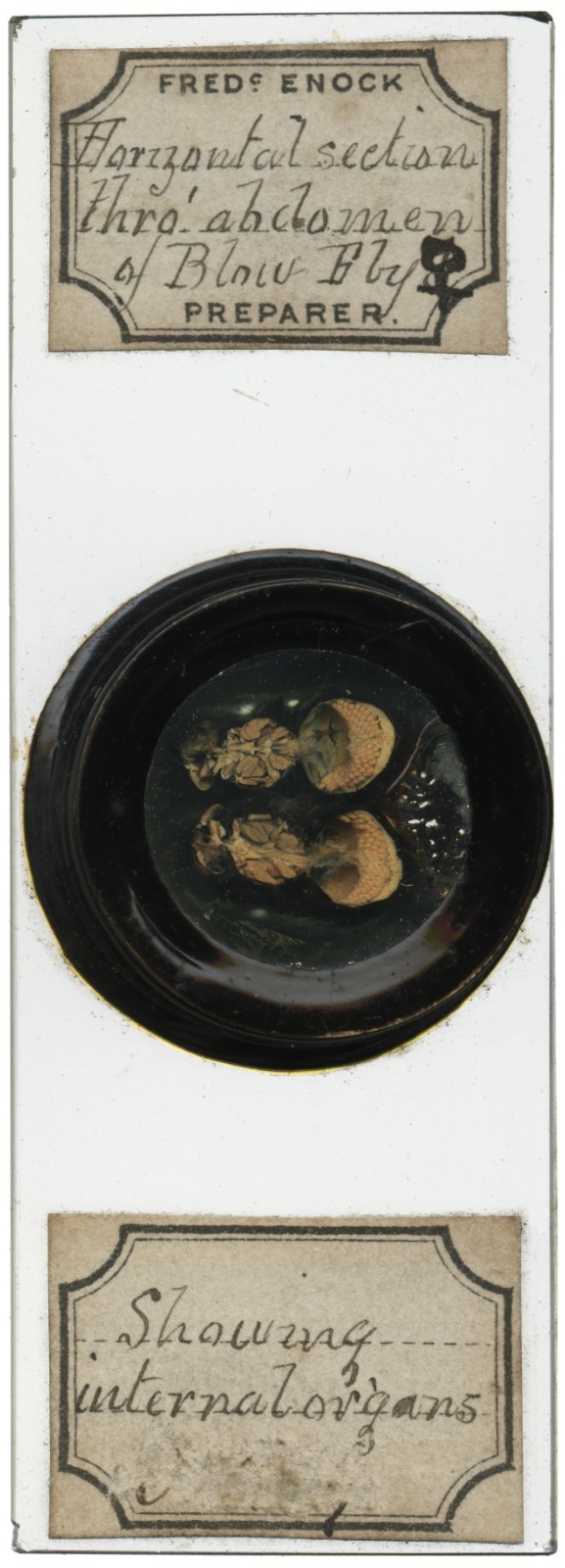 Antique microscope slide by Enock - Sections thru Blow Fly Abdomen, Deep Cell Antique microscope slide by Enock - Sections thru Blow Fly Abdomen, Deep Cell