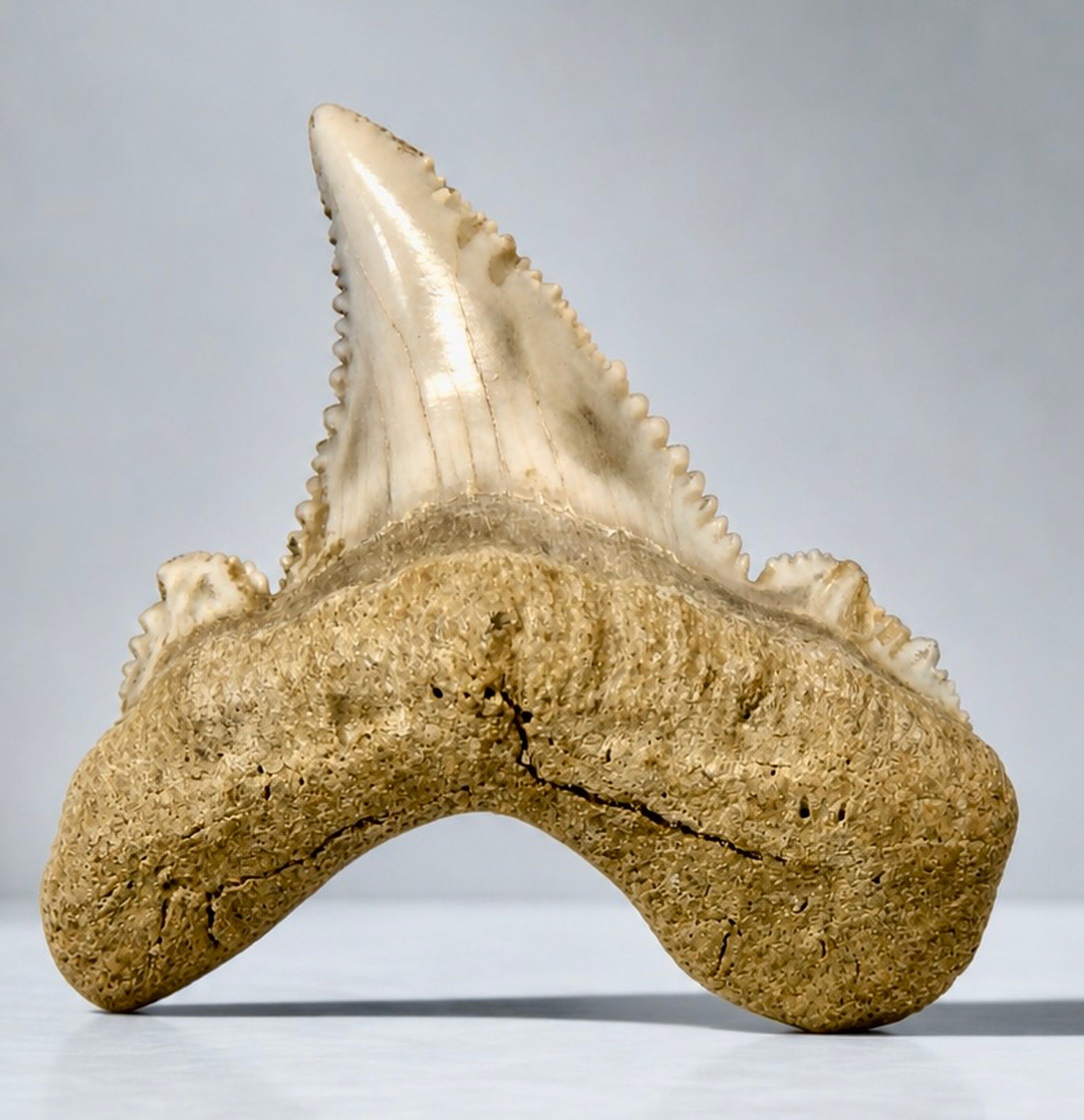 AURICULATUS Shark Tooth Real Fossil 1.29