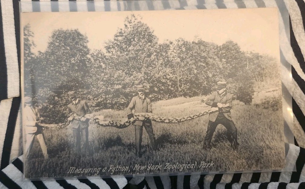c1908 Measuring A Python New York Zoological Park RPPC Photo Postcard A1 c1908 Measuring A Python New York Zoological Park RPPC Photo Postcard A1