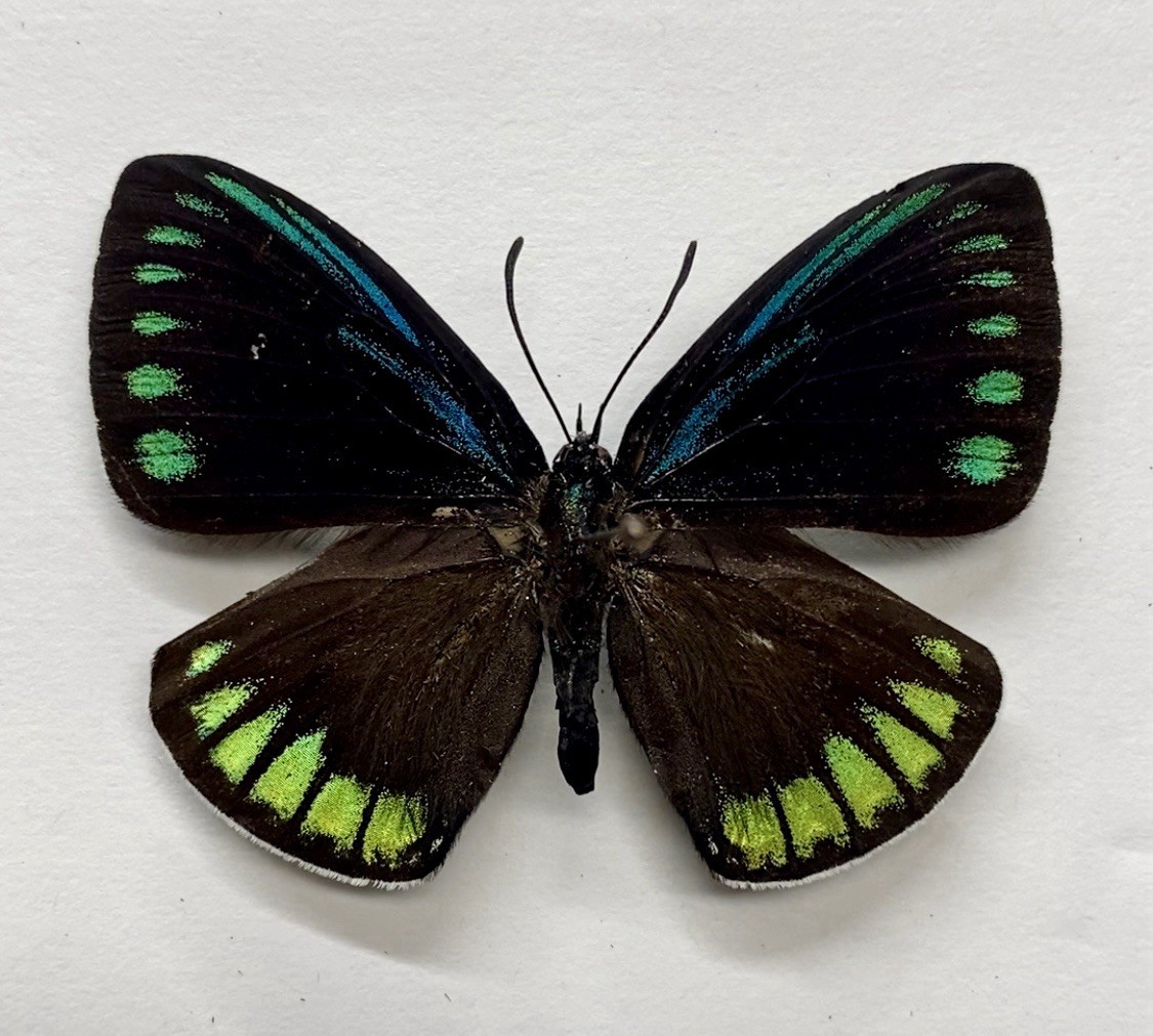 Unmounted Butterflies Eumaeus debora lot of 10 wings closed Entomology 
