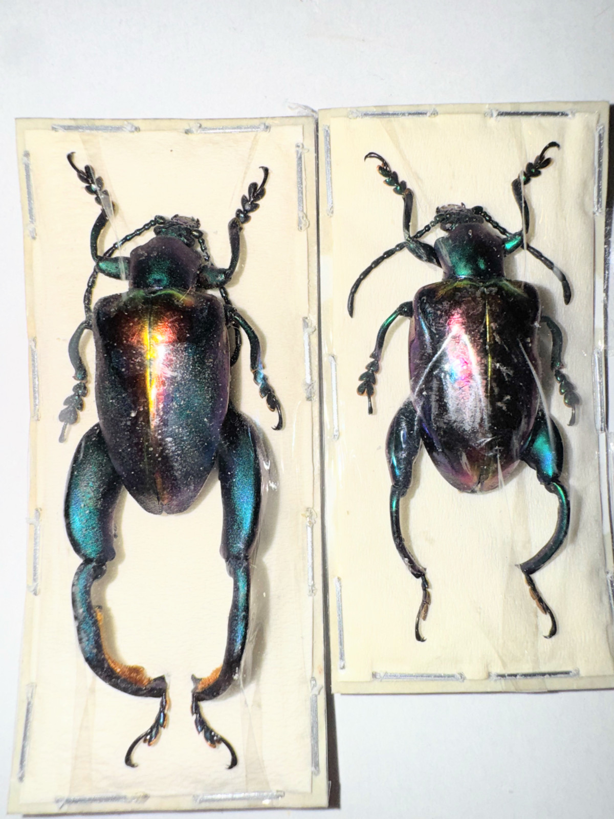 Chrysomelidae Sagra buqueti LARGE PAIR 26-27mm A1 from MALAYSIA - #1860