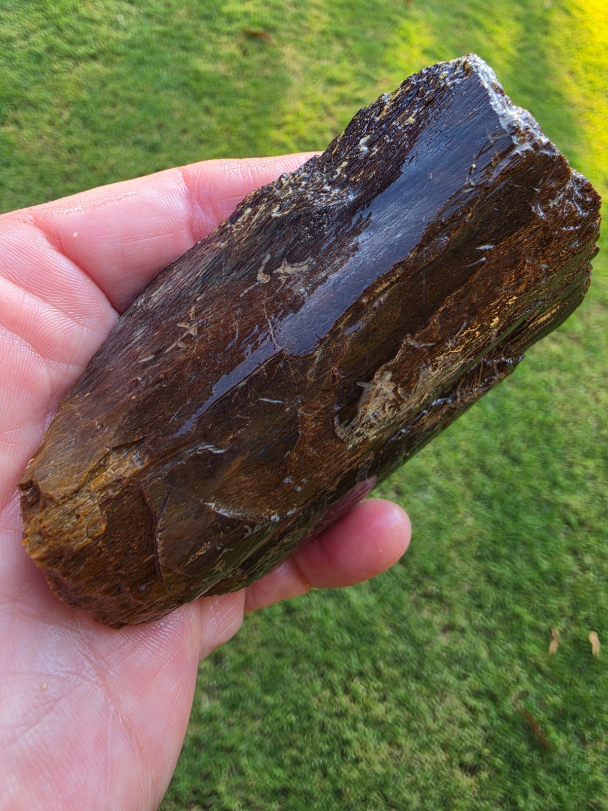 Stunning Fresh Jaw Mandible Tylosaurus Rex TX Ozan Fossil Mosasaur 