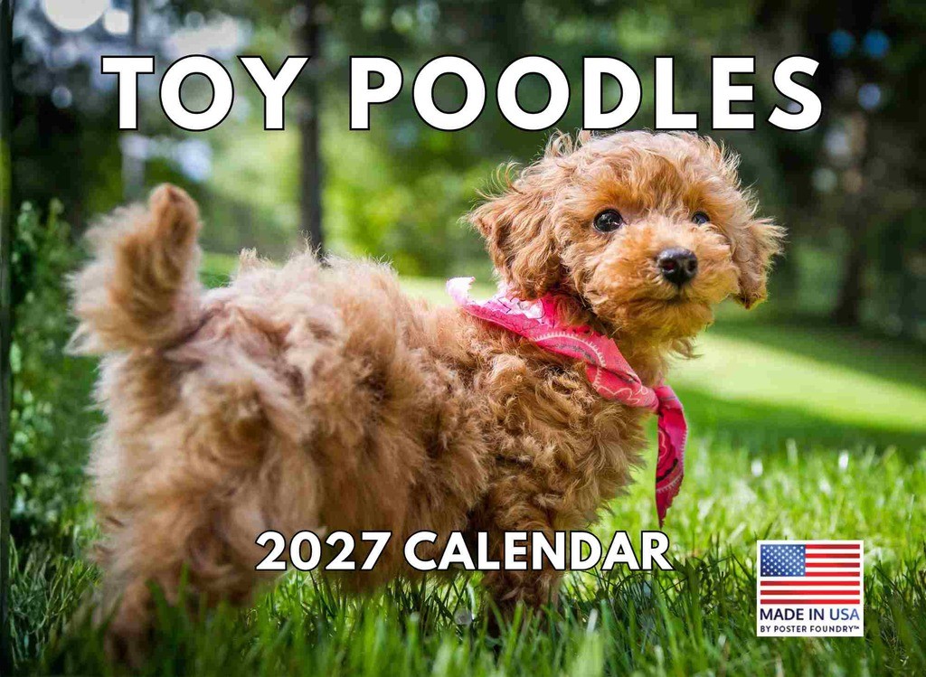 Toy Poodle Calendar 2027 Monthly Wall Toy Poodle Calendar 2027 Monthly Wall