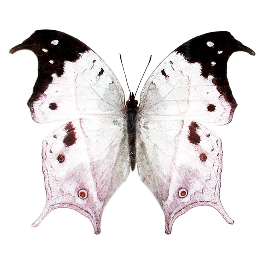 Salamis duprei pink purple black butterfly Madagascar UNMOUNTED