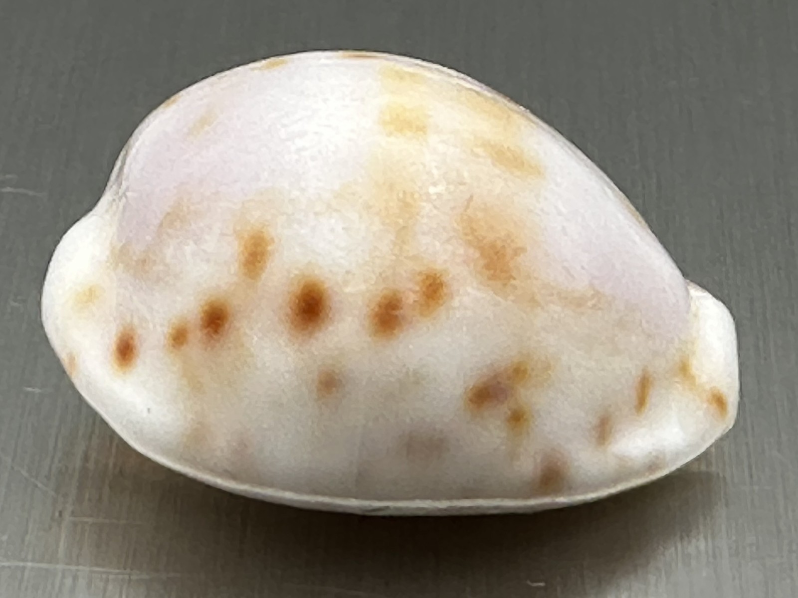 Cypraea rashleighana 19.76mm Outstanding White Specimen Hawaiian Endemic Cowrie