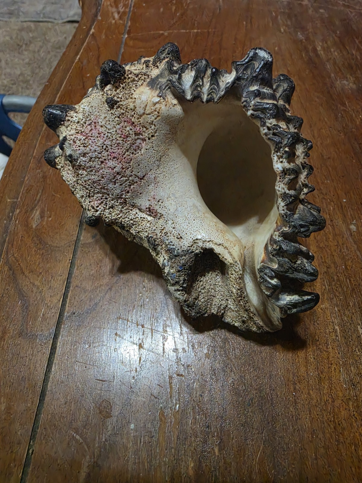 Radish Murex Seashell Conch Hexaplex Radix Gemlin Striped with Points