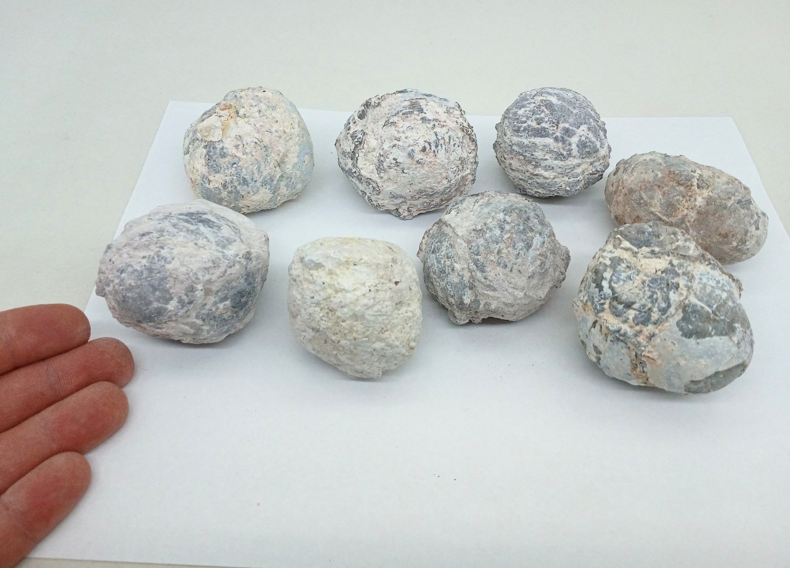 Bulk 2 Pound Group of Small Utah Dugway Geodes Thundereggs 1.50-2.00 Bulk 2 Pound Group of Small Utah Dugway Geodes Thundereggs 1.50-2.00
