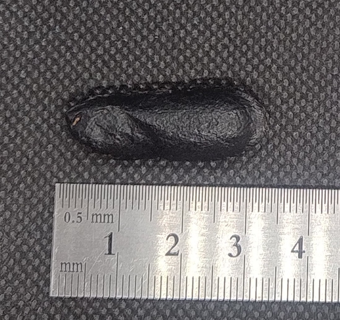 Australian Australite Tektite Rare Dumbell, From Kalgoorlie WA Australian Australite Tektite Rare Dumbell, From Kalgoorlie WA