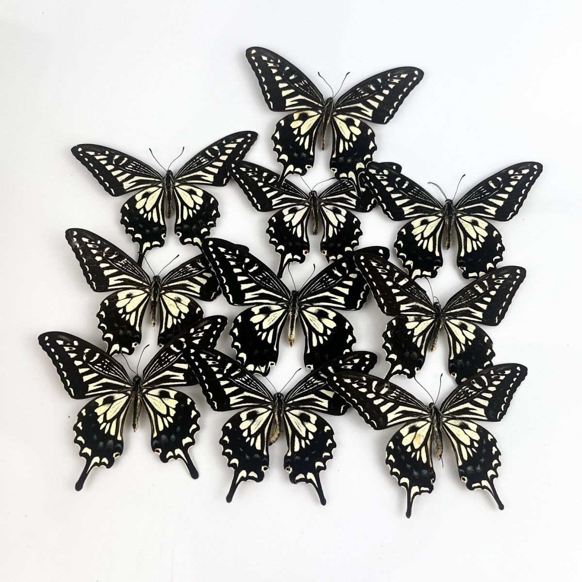 10 Real Asian Swallowtail Butterfly Specimens Papilio xuthus Spread Wings DIY