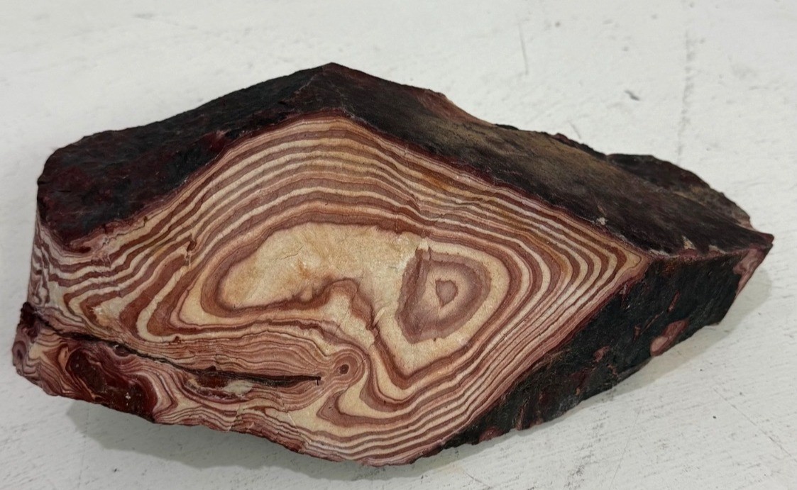 Large Natural Petrified Wood Specimen Dramatic Growth Rings Knots 8.44lbs