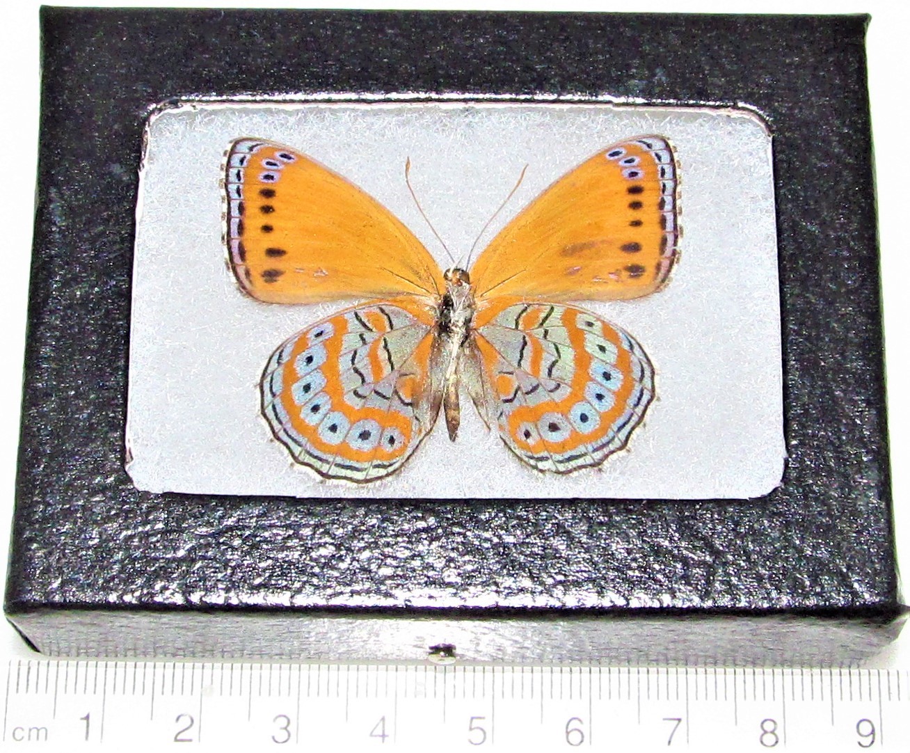 Crenis pechueli VERSO yellow orange blue butterfly Africa FRAMED