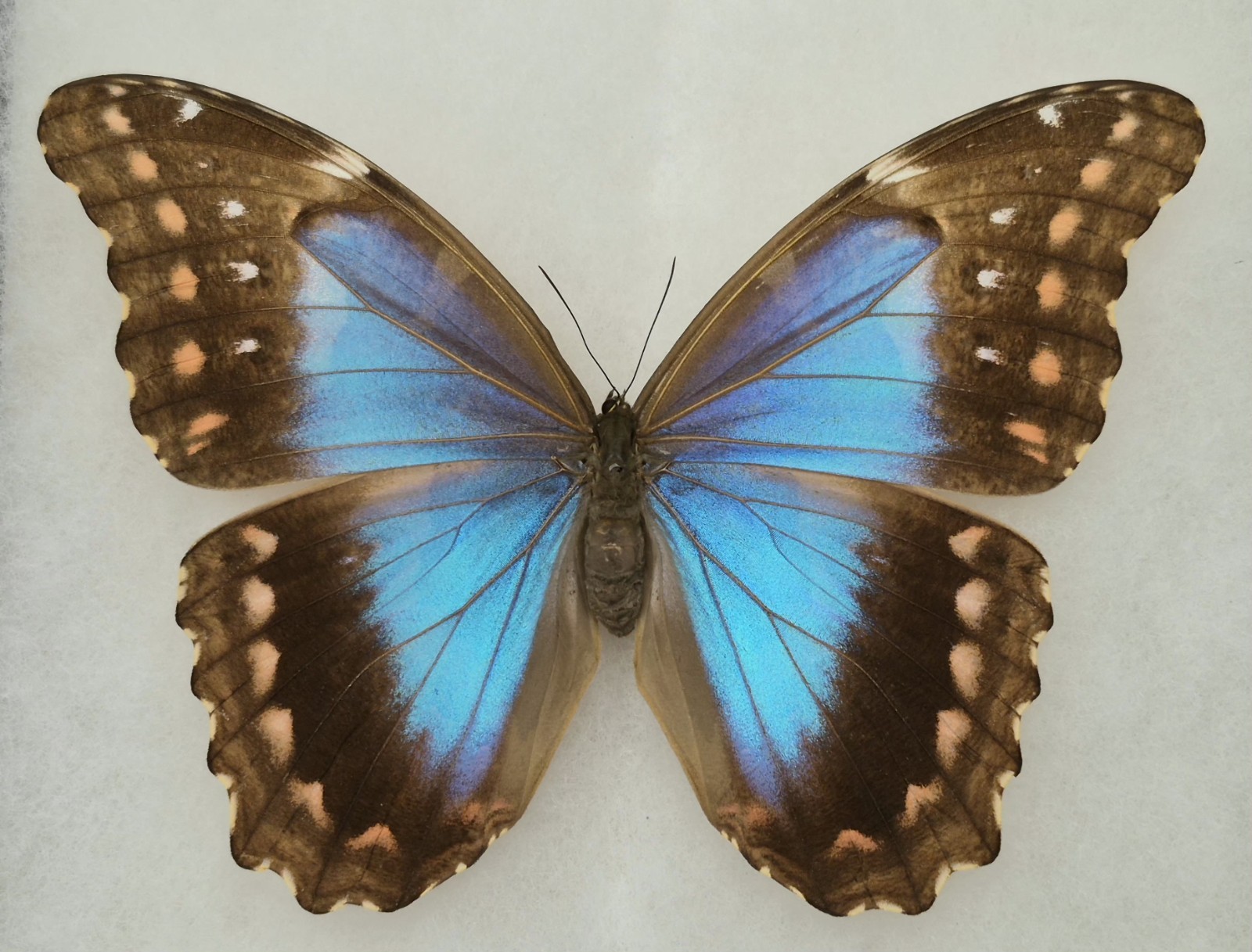 MORPHO DIDIUS A1 RARE FORM ORANGE SPOTS AROUND THE WINGS MOUNTED RIKER FRAMED #3