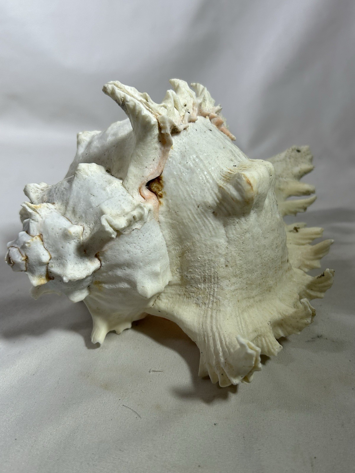 Seashell Indo Pacific Ocean Chicoreus Ramosus Ramose Murex Conch Shell Ocean