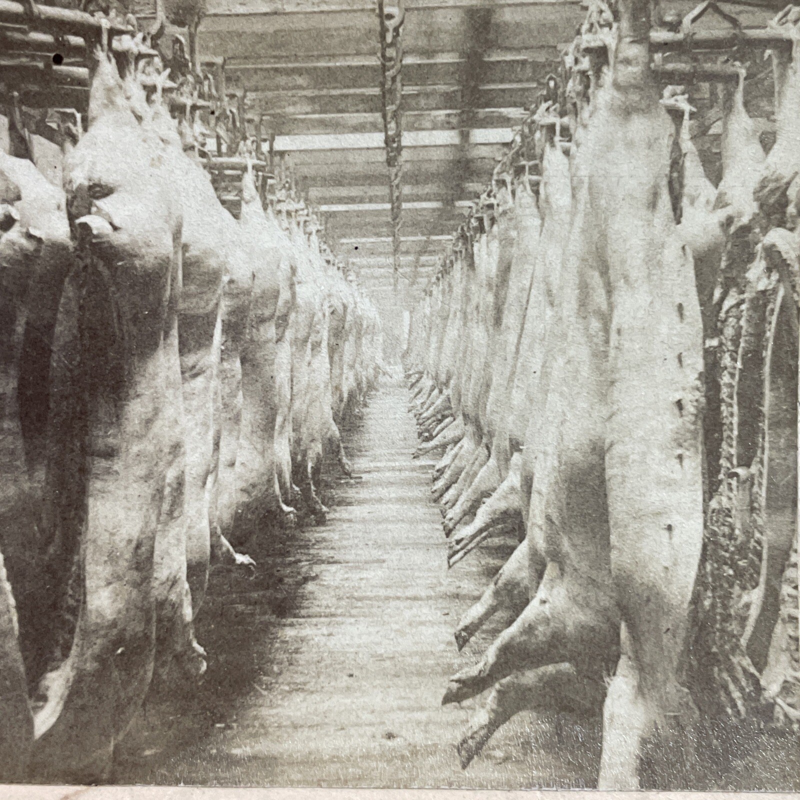 Armour\'s Packing House Stereoview Strohmeyer & Wyman 1893 Chicago Pork Armour\'s Packing House Stereoview Strohmeyer & Wyman 1893 Chicago Pork