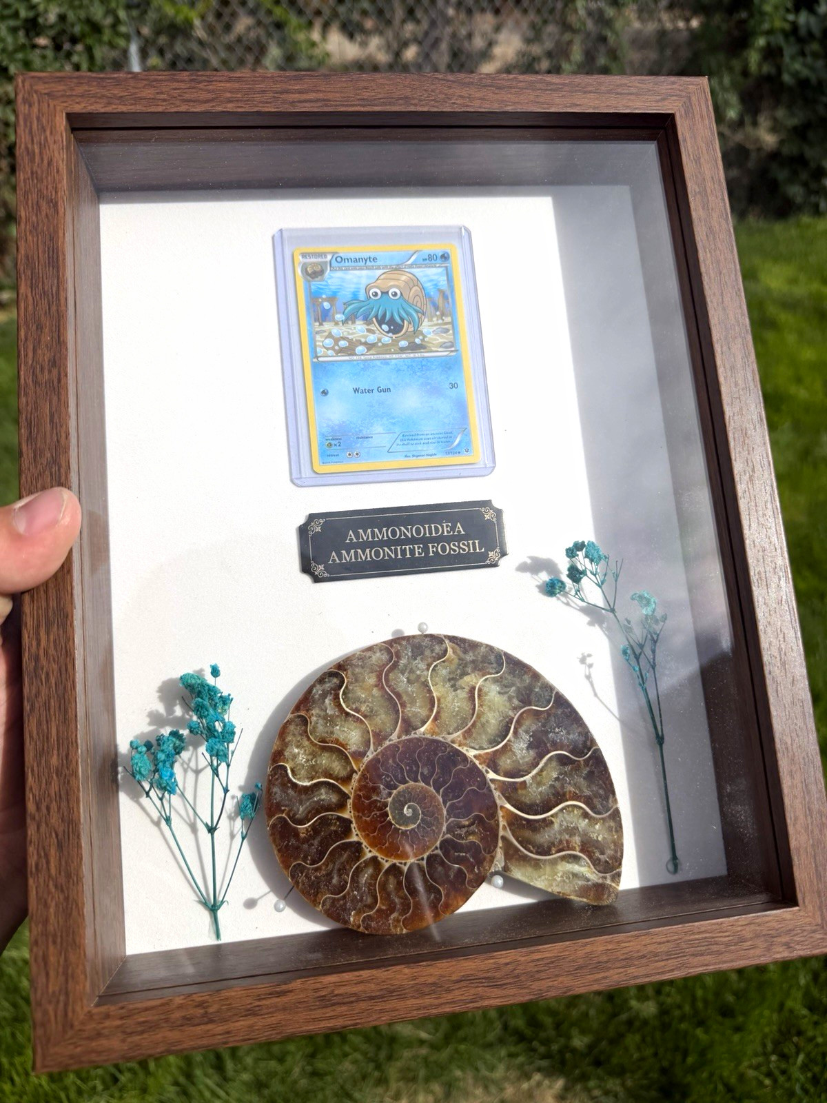 Ammonite Fossil Shadow Box Display w/ Pokémon Omanyte Card – Framed Oddity Ammonite Fossil Shadow Box Display w/ Pokémon Omanyte Card – Framed Oddity