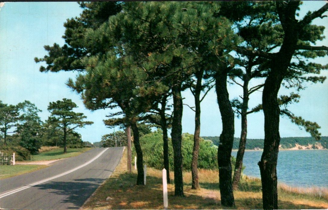 Montmagny Quebec - Along the Highway, Pine Trees by the Water - Postcard - c1970 Montmagny Quebec - Along the Highway, Pine Trees by the Water - Postcard - c1970