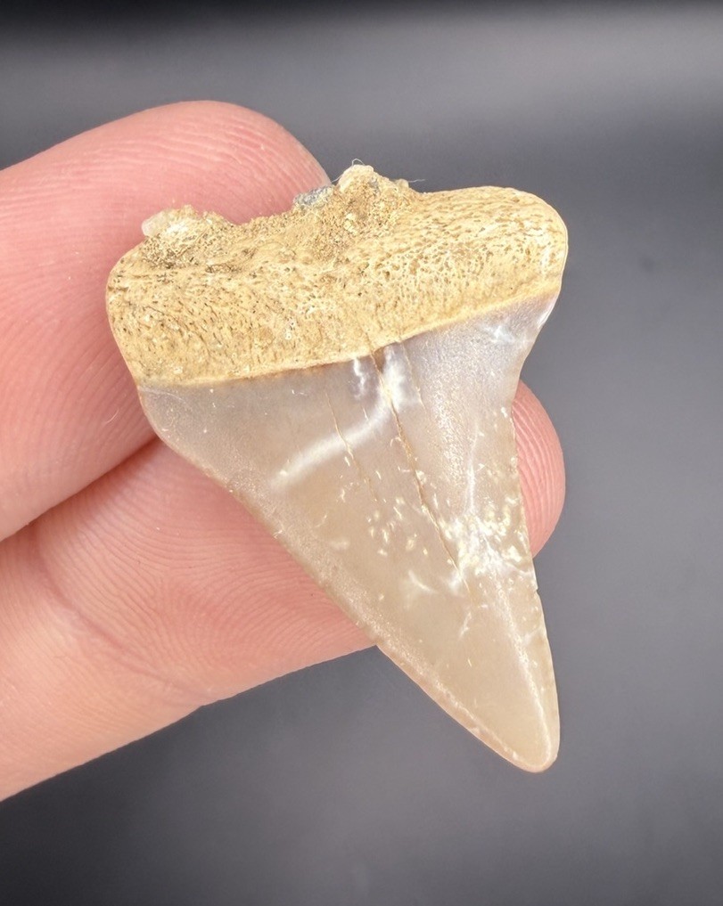 Worn GREAT WHITE Shark Tooth Fossil 1.22” from California Worn GREAT WHITE Shark Tooth Fossil 1.22” from California