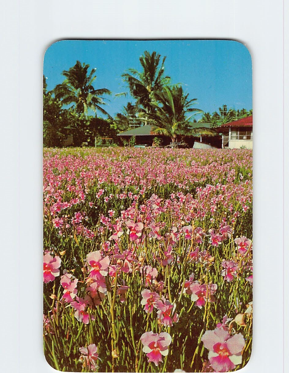 Postcard Vanda Orchids (Vanda \