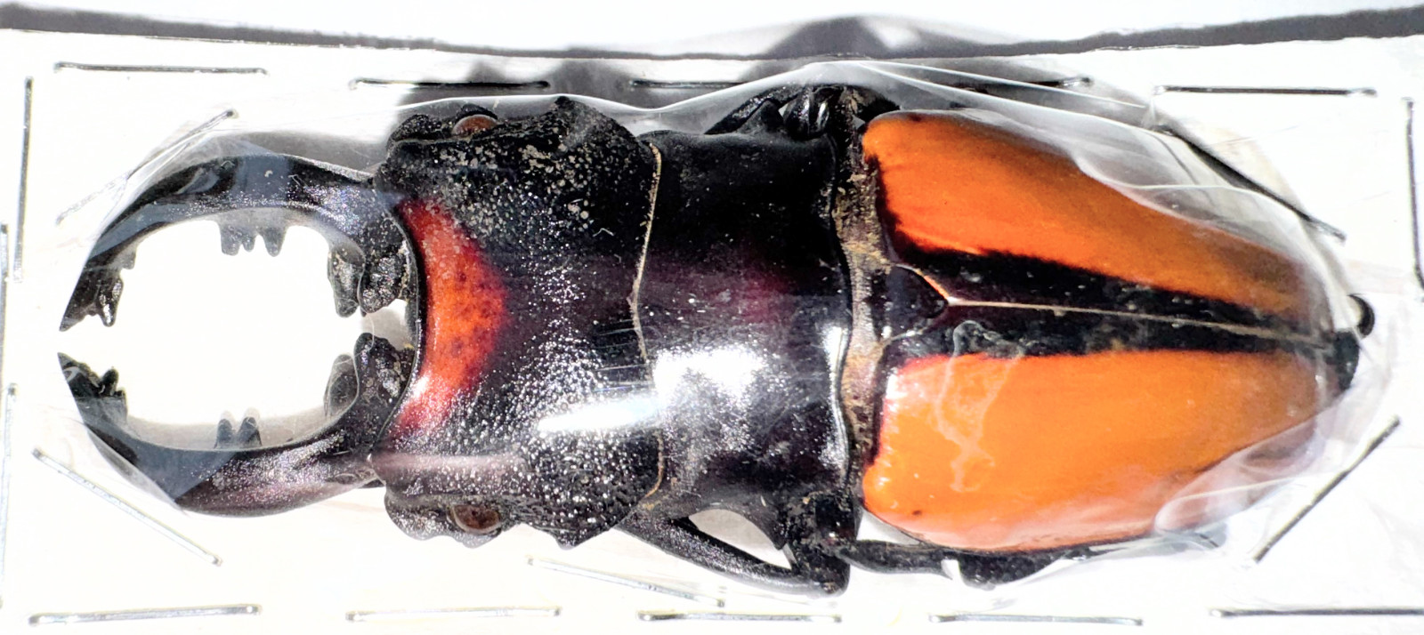 Lucanidae Odontolabis vollenhoveni 75mm A1 from BORNEO - #1171