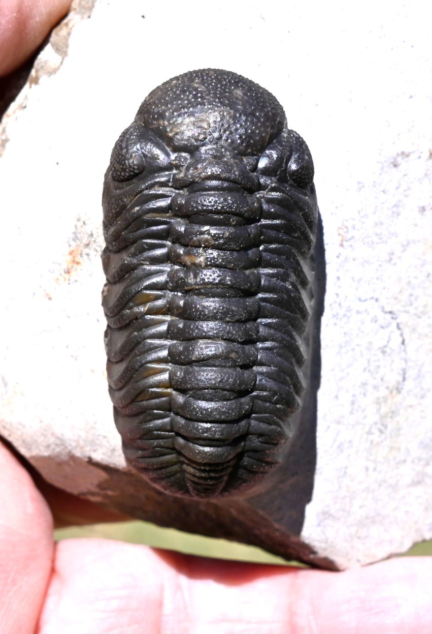 Trilobite Fossil, Phacops sp, from Morocco #1 Trilobite Fossil, Phacops sp, from Morocco #1