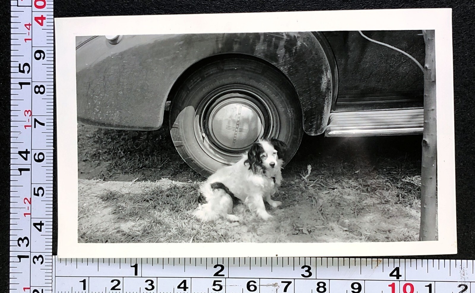 Furry Pet Dog Outside at Car Tire Dark Ears Sad Looking 1940 Photo Snapshot Furry Pet Dog Outside at Car Tire Dark Ears Sad Looking 1940 Photo Snapshot